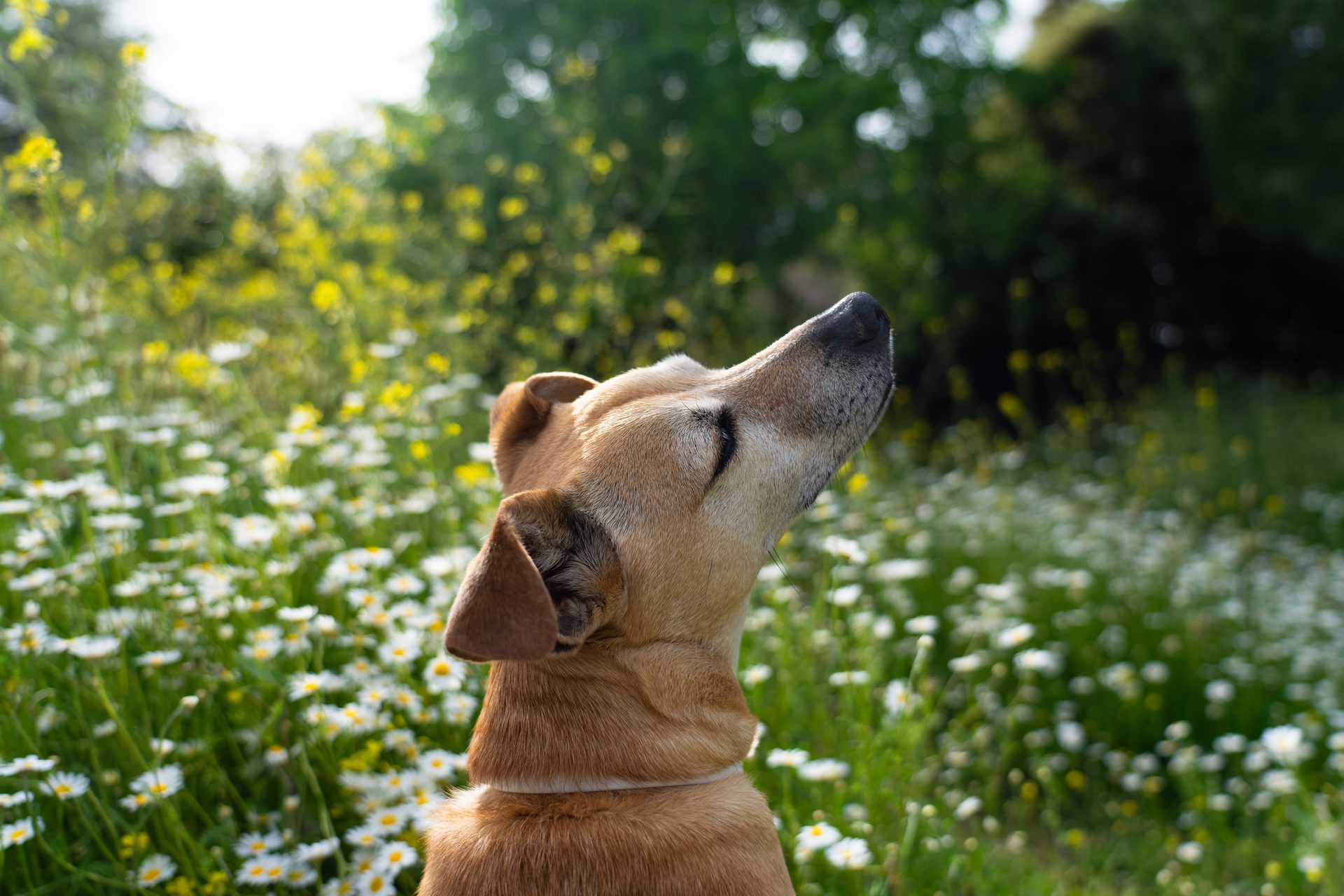 A dog enjoying a sunny meadow